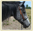 Indin hackamore