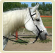 Indin hackamore