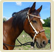 Bosal