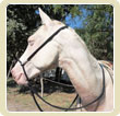 Hackamore