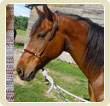 soft-bosal