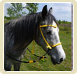 Indin hackamore