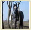 Ketten