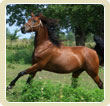 Herceg