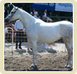 Arabl show