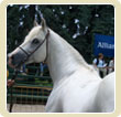 Arabl show