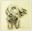 Labrador